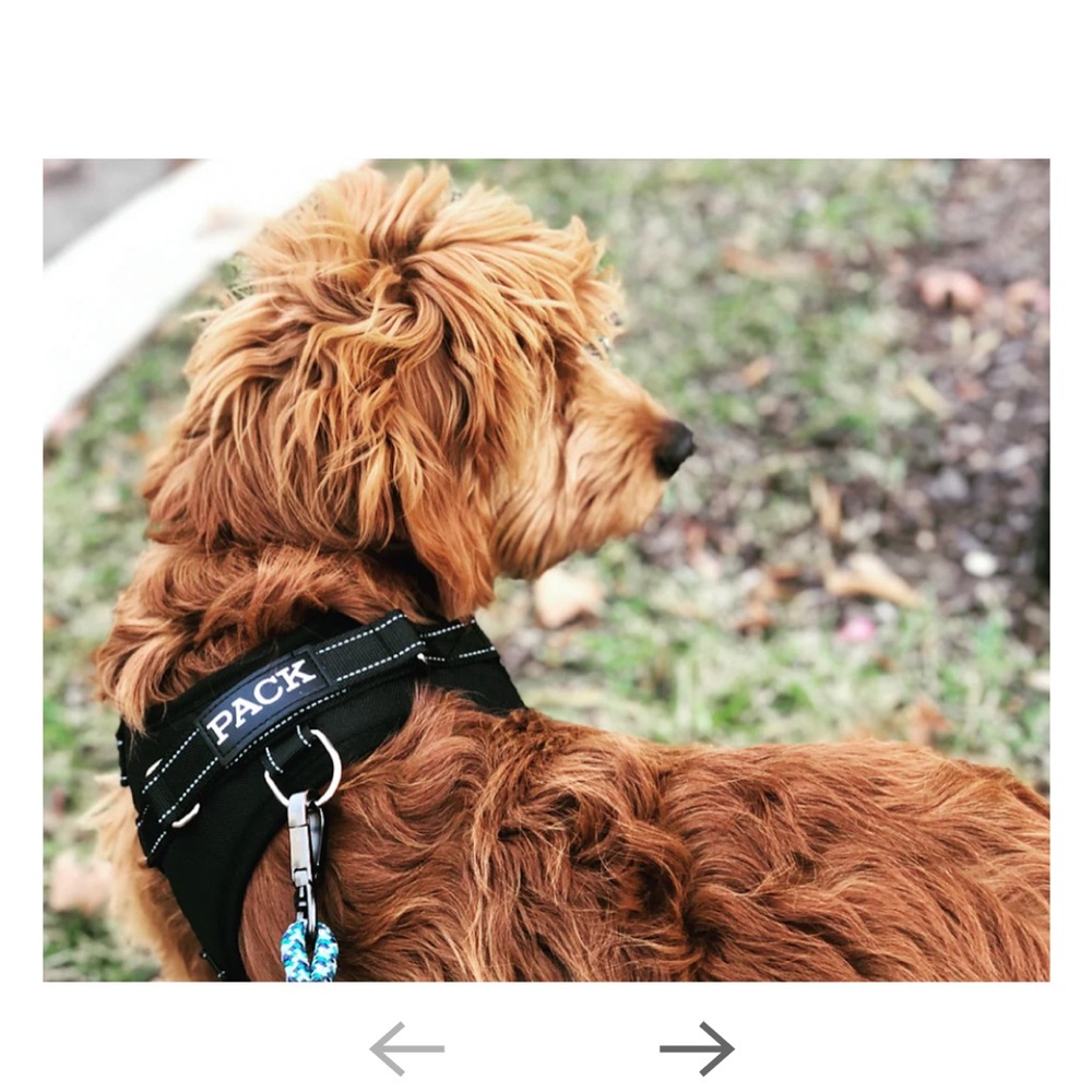 PACK Dog Harness size M